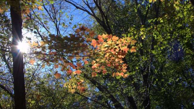 Fall Leaves © Location Scout R. Richard Hobbs nyc.locationscout.us 