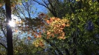fall-leaves-thumb